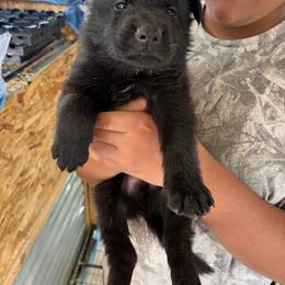 Dk. Blue - Black male German Shepherd puppy in Puyallup, Washington from Majestic Royal German Shepherd’s