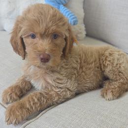 Goldendoodle Puppies from Medium Labradoodles 🐾