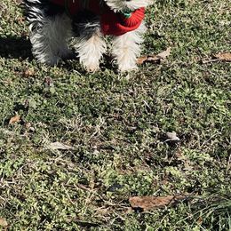 German Shepherd, Toy Australian Shepherd, and Yorkshire Terrier Puppies from CountryHart Kennels