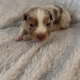 Axel - Red merle male Australian Shepherd puppy in Mcmillan, Michigan from Hall-N-Auss Australian shepherds