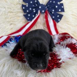 Viper - Black female Siberian Husky puppy in Folsom, Louisiana from Geaux Fluffy