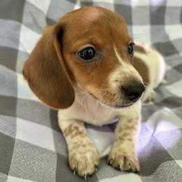 Scout - Piebald male Dachshund puppy in Mountain Home, Arkansas from The Teacup Homestead Miniature Dachshunds