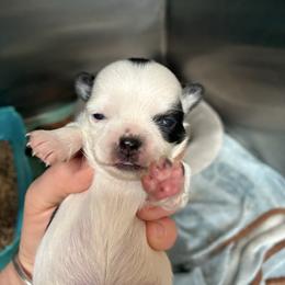 Spot - Black and white male Chihuahua puppy in Westport, New York from Chantilly chihuahuas