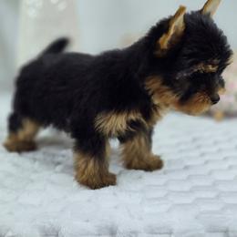 Zara - Black and gold female Yorkshire Terrier puppy in Hialeah, Florida from Jolie glz