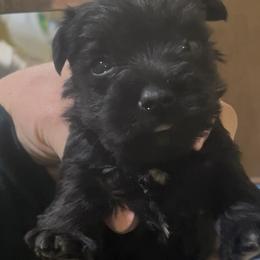 Black boy - Black male Miniature Schnauzer puppy in Hickory Grove, South Carolina from Oopsie Doodles