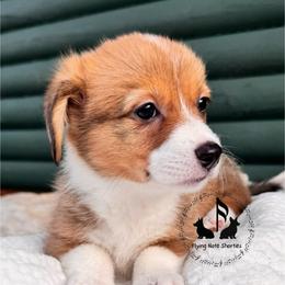 Vivian with tail - Sable female Pembroke Welsh Corgi puppy in Casper, Wyoming from Flying Note Shorties