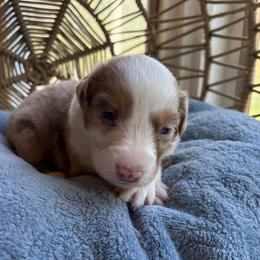 Ember - Red merle female Australian Shepherd puppy in Grants Pass, Oregon from Carmel Mountain Aussies