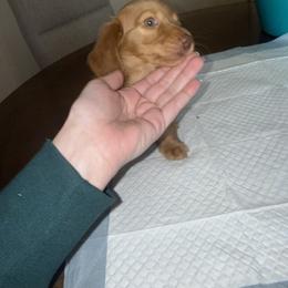 Only - Cream female Dachshund puppy in Topeka, Kansas from CJs Dachshunds