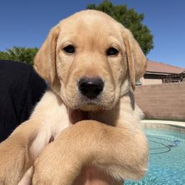 Green Collar Boy - Yellow male Labrador Retriever puppy in Las Vegas, Nevada from Lucky Labrador Retrievers