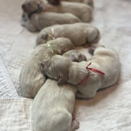 Girl 4 - Light golden female Golden Retriever puppy in Graysville, Tennessee from Country Goldens and Mountain Top Cavaliers