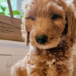 Steve - Goldendoodle puppy from Woodland Creek Goldendoodles