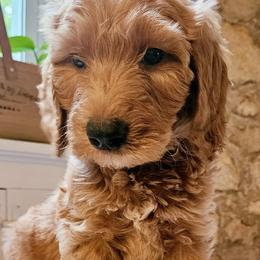 Steve - Goldendoodle puppy from Woodland Creek Goldendoodles