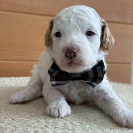 D-Parti Boy - Parti male Goldendoodle puppy in Lewisville, Texas from Texas Goldendoodle Lovers