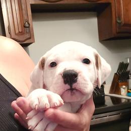 Kane - White and black male American Bulldog puppy in Abita Springs, Louisiana from Slumski's Bulldogs
