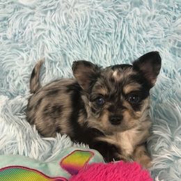 Chihuahua Puppies from Kim's Chi babies from Place of Grace