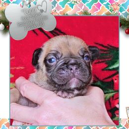 Boy 3 - Conn - Liver male French Bulldog puppy in Elberton, Georgia from Ioney's Southern Paws Shelties, Frenchies, and Yorkies