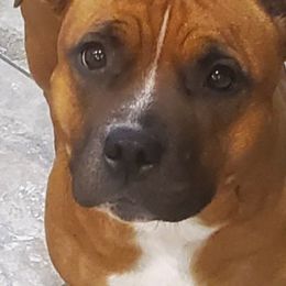 Staffordshire Bull Terriers from Stone Cold Staffordshire Bull Terriers