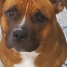 Staffordshire Bull Terriers from Stone Cold Staffordshire Bull Terriers
