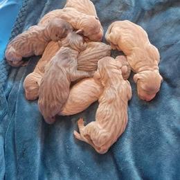 Weimaraner Puppies from Miller's Weimaraners