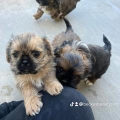 Mal-Shi Puppies from Dog Breeder