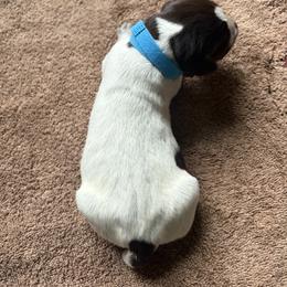 Girl 14 - Liver and white female German Wirehaired Pointer puppy in Thomasville, North Carolina from Cypress Ridge GWP