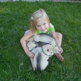 Siberian Husky Puppies from Pachodi Kennels