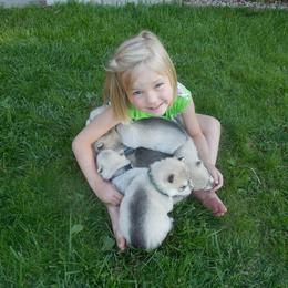 Siberian Husky Puppies from Pachodi Kennels