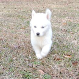 Pomsky and Siberian Husky Puppies from Beastly Beauties Huskies & Pomskies