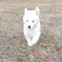 Pomsky and Siberian Husky Puppies from Beastly Beauties Huskies & Pomskies