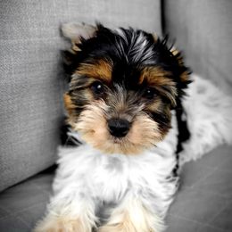 Yorkshire Terrier Puppies from Pixieland Yorkshire Terriers