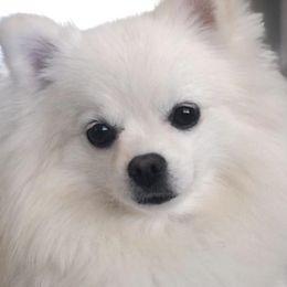 Pomeranians from Pomeranian Puppies