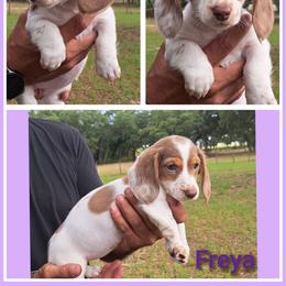 3000..Raya - Chocolate and tan female Dachshund puppy in Winter Haven, Florida from Gateway 2 Little Paws