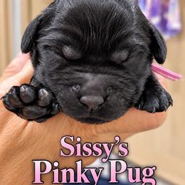 Pinky - Black female Labrador Retriever puppy in Baldwin City, Kansas from Hedge Lane Labradors