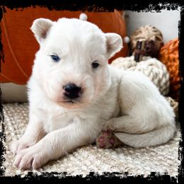 Ghost - White female Siberian Husky puppy in Union Grove, Alabama from Southern Siberian Life