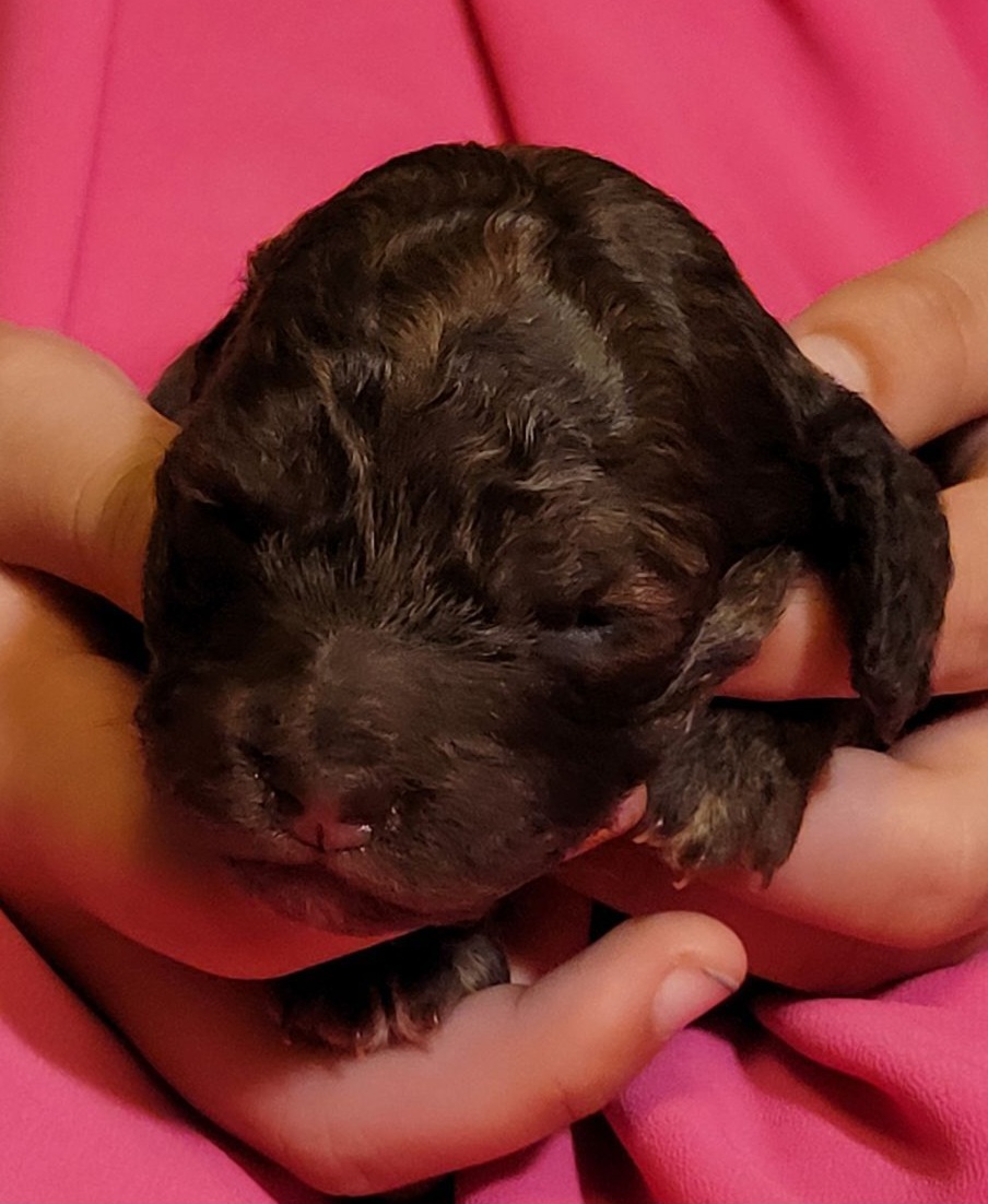 Cockapoo Puppies from Cano Cockapoos