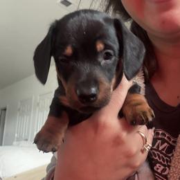 Tank - Dachshund