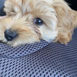 Cavapoo Puppies from Molly n Friends