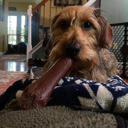 Dachshund All Grown Up from Koser’s Miniature Dachshunds