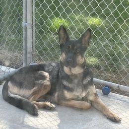 At - German Shepherd