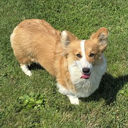 Gemma - Pembroke Welsh Corgi