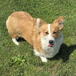 Gemma - Pembroke Welsh Corgi