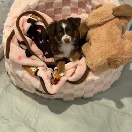 Hershey - Hailey - Red tri female Toy Australian Shepherd puppy in Caddo Mills, Texas from R & W Aussies