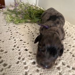 Cockapoo and Dachshund Puppies from Cochran's Cockapoo's