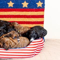 Goldendoodle and Springerdoodle Puppies from Springerdoodles Plus AZ