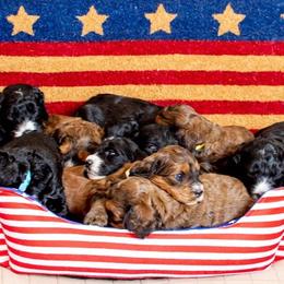 Goldendoodle and Springerdoodle Puppies from Springerdoodles Plus AZ
