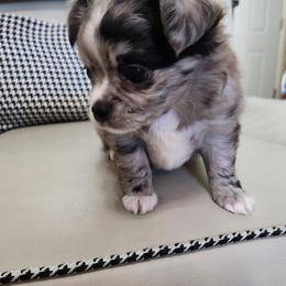Binx - Merle male Chihuahua puppy in Chesapeake, Virginia from Elsbeth's Chihuahuas