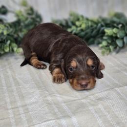 Cora - Chocolate and tan female Dachshund puppy in Anaconda, Montana from Montana Country Dachshunds