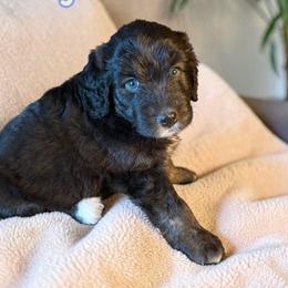 Lagoon - Black tri-color female Aussiedoodle puppy in Ellenburg Center, New York from Kristin's Puppies