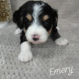 Emery - Tri-color female Bernedoodle puppy in Eau Claire, Wisconsin from Fisher River Doodle's