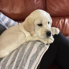 Labrador Retriever Puppies from Peachey Labradors